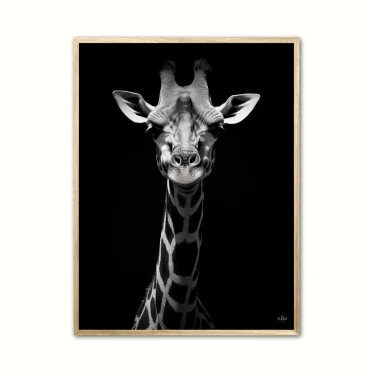 Giraf plakater