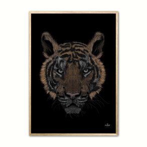 Bengalsk Tiger i farver plakat