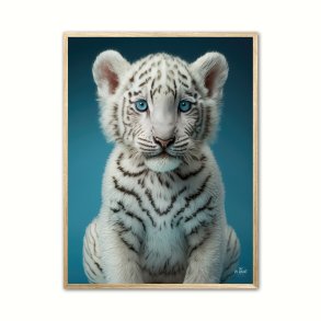 Albino Bengalsk Tiger plakat - Bl