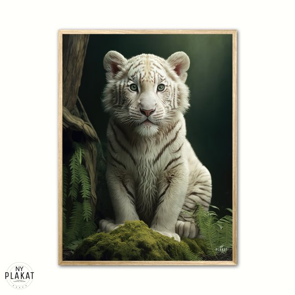 Albino Bengalsk Tiger plakat - Grn