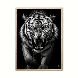 Tiger plakat 3 - Wild Life