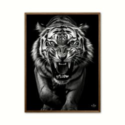 Tiger plakat 3 - Wild Life