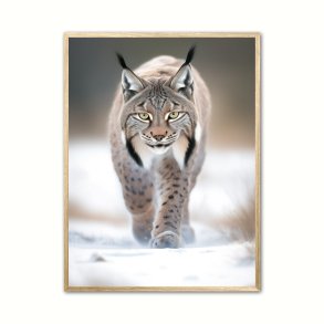 Los 1 - Wild Life plakat