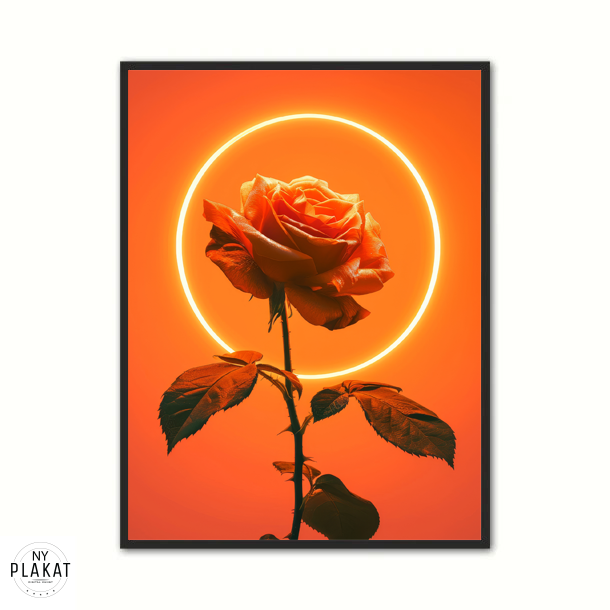 Orange Rose - Plakat