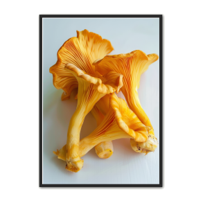 Svampe Plakat 18 - Naturplakat