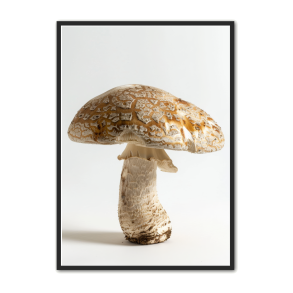 Svampe Plakat 19 - Naturplakat