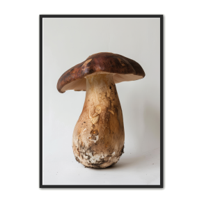 Svampe Plakat 23 - Naturplakat