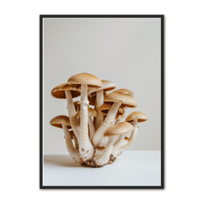 Svampe Plakat 27 - Naturplakat