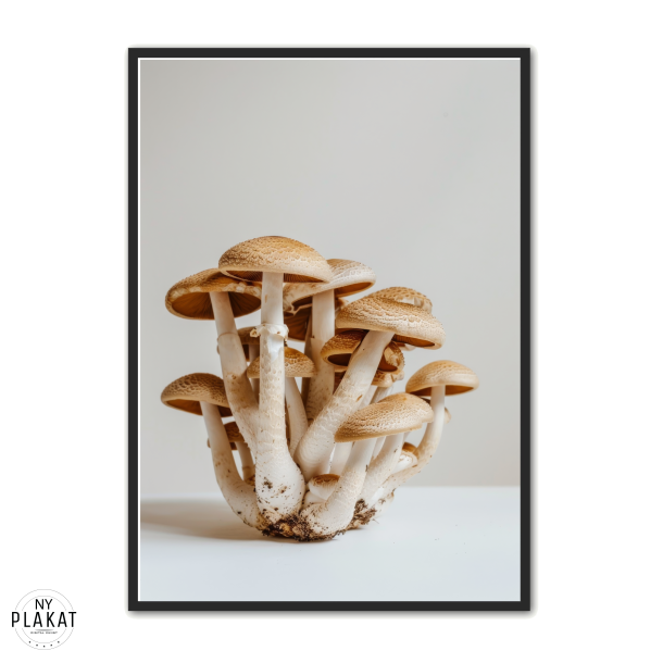 Svampe Plakat 27 - Naturplakat