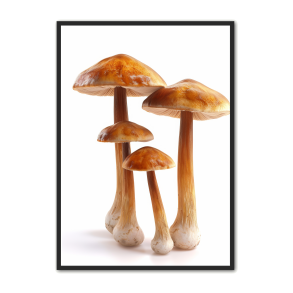Svampe Plakat 30 - Naturplakat