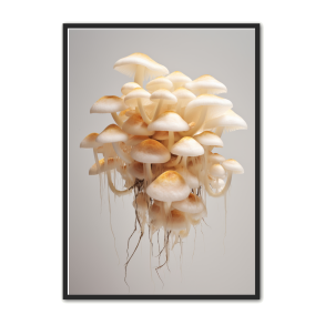 Svampe Plakat 32 - Naturplakat