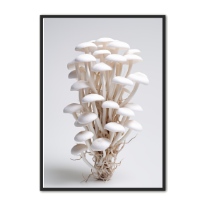 Svampe Plakat 33 - Naturplakat