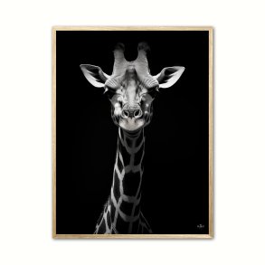 Giraf Plakat 4