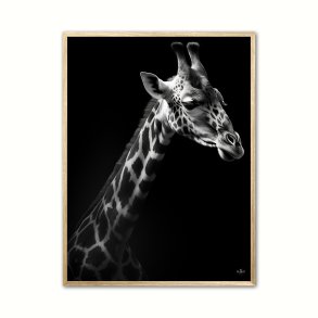 Giraf Plakat 3