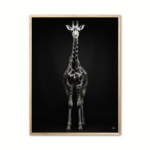 Giraf Plakat 10