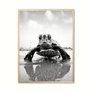Skildpadde Plakat 3